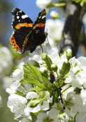 Papillon pos&eacute; sur des fleurs blanches